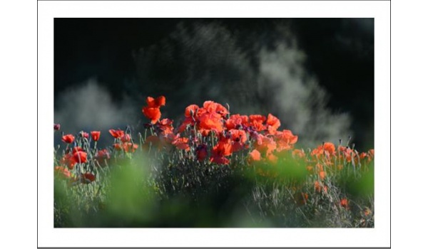 poster_original_eclusif_nature_coquelicots_feuillage