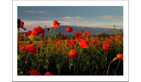 poster_original_exclusif_coquelicot_ventoux