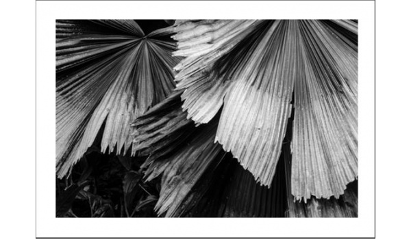 poster_original_exclusif_feuilles