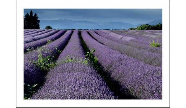 poster_original_exclusif_lavandes_dentelles